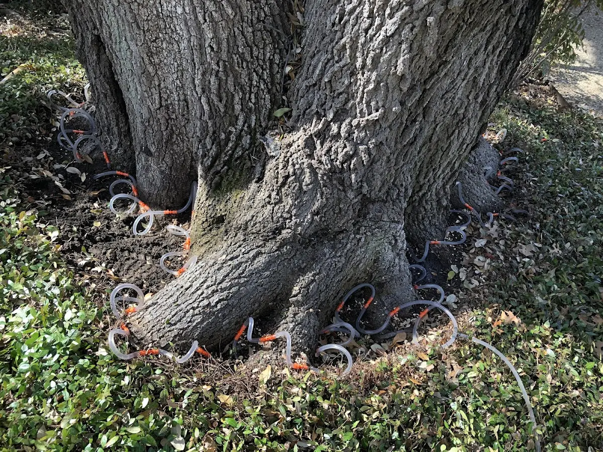 Detailed Tree Cabling and Bracing job site in Atkinson