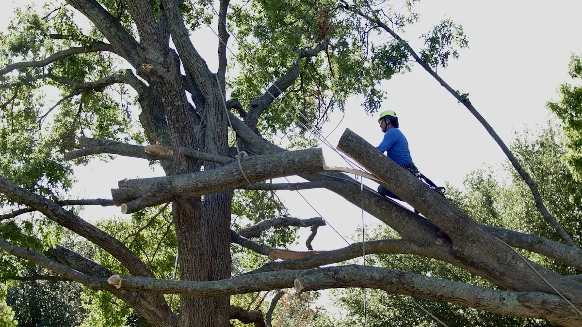 Professional Crown Thinning performed by certified arborists in Atkinson